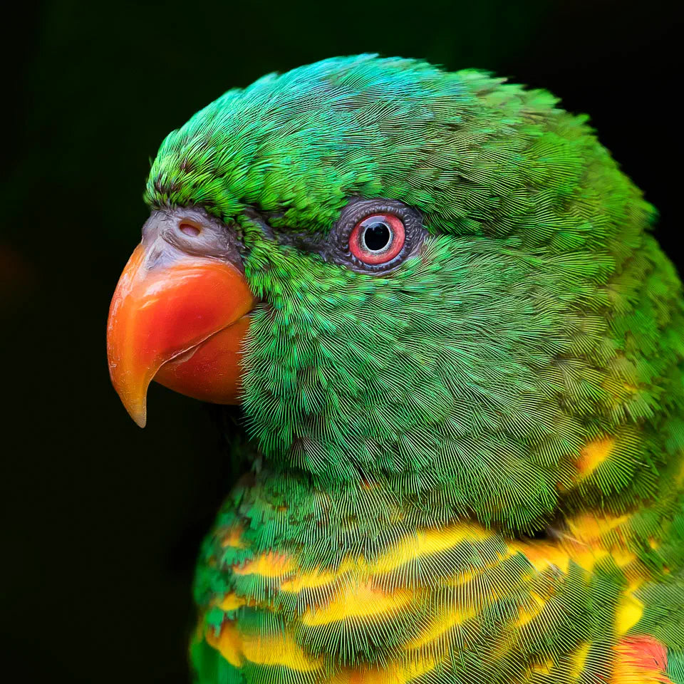 A close-up photograph of a parakeet