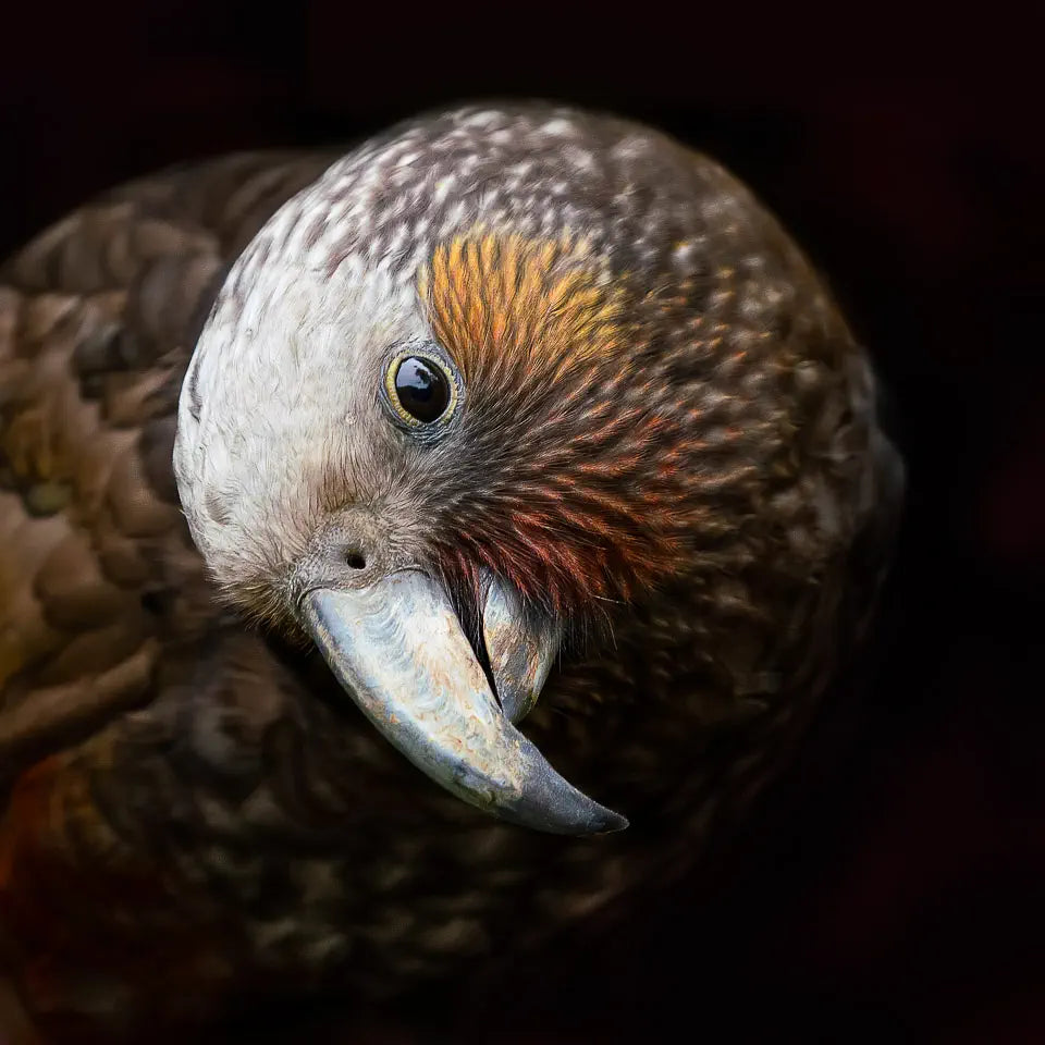 A close-up photograph of a coy kaka parrot