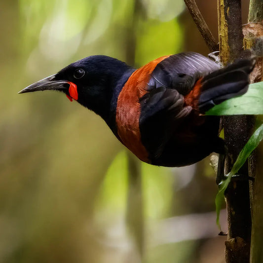 A bird clinging onto a tree trunk