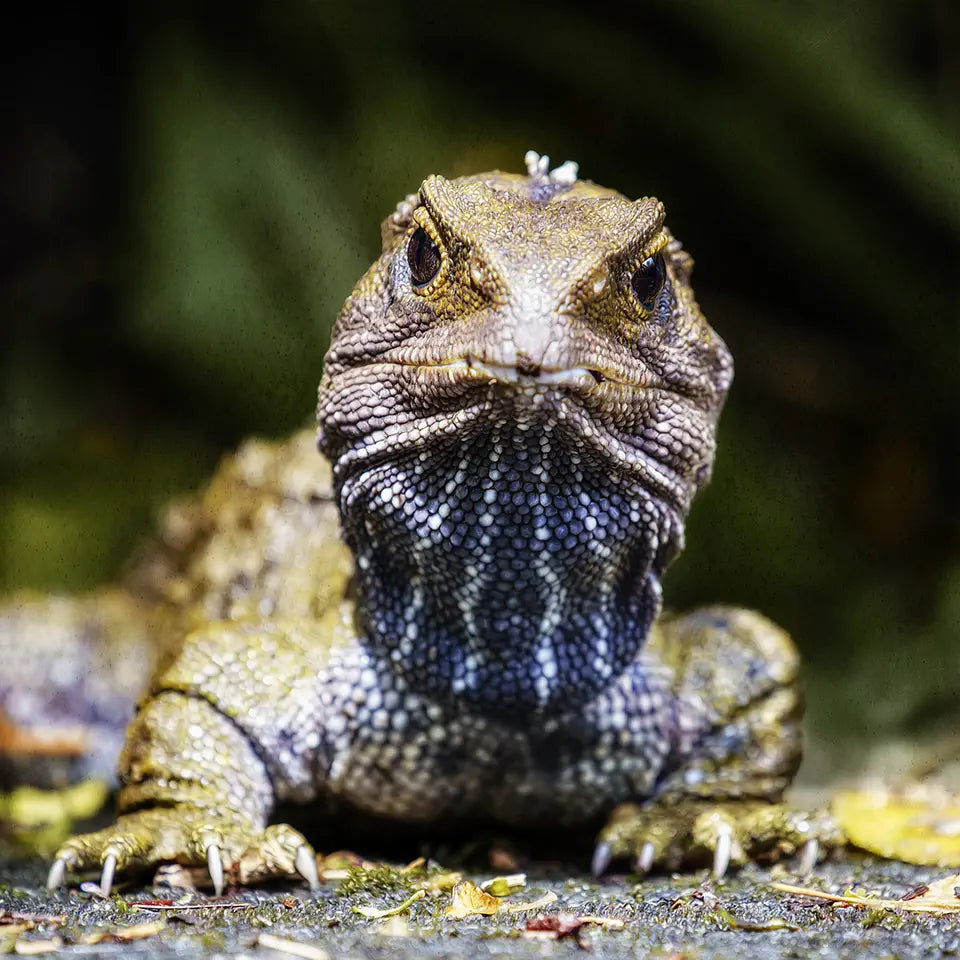 A textured photograph of a tuatara face on