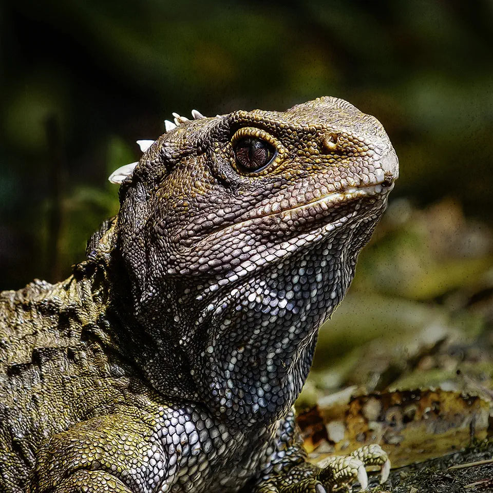 Tuatara II side Fine Art Print Art By Judi Lapsley Miller tuatara-ii-side-fine-art-print-art-by-judi-lapsley-miller