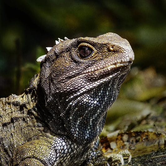 A textured photograph of a tuatara portrait side on