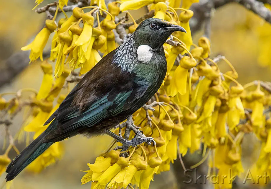 A tui perched on a flowering kowhai branch