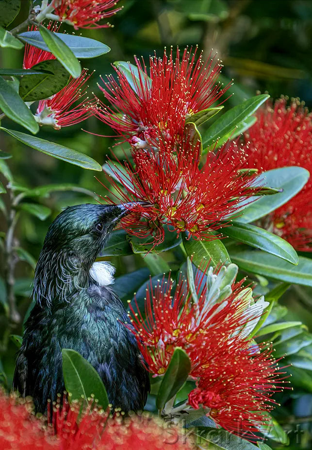 a tui feeding on red pohutukawa flowers