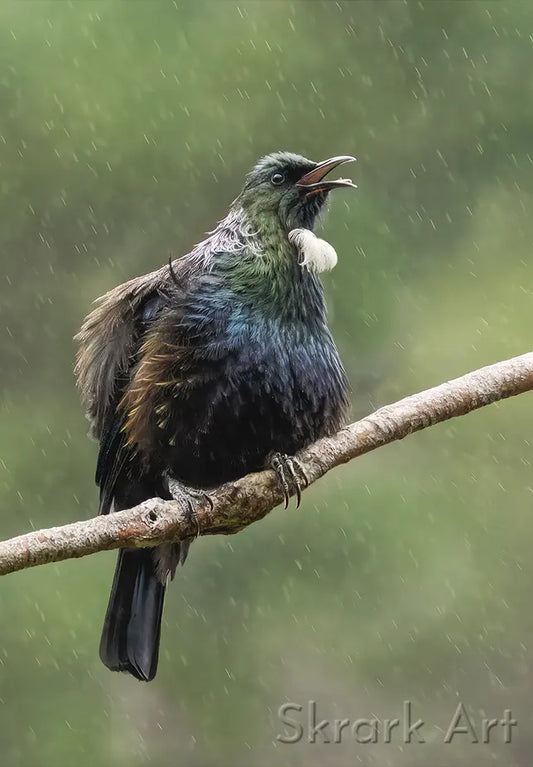 a tui perched on a branch and singing, covered in misty rain