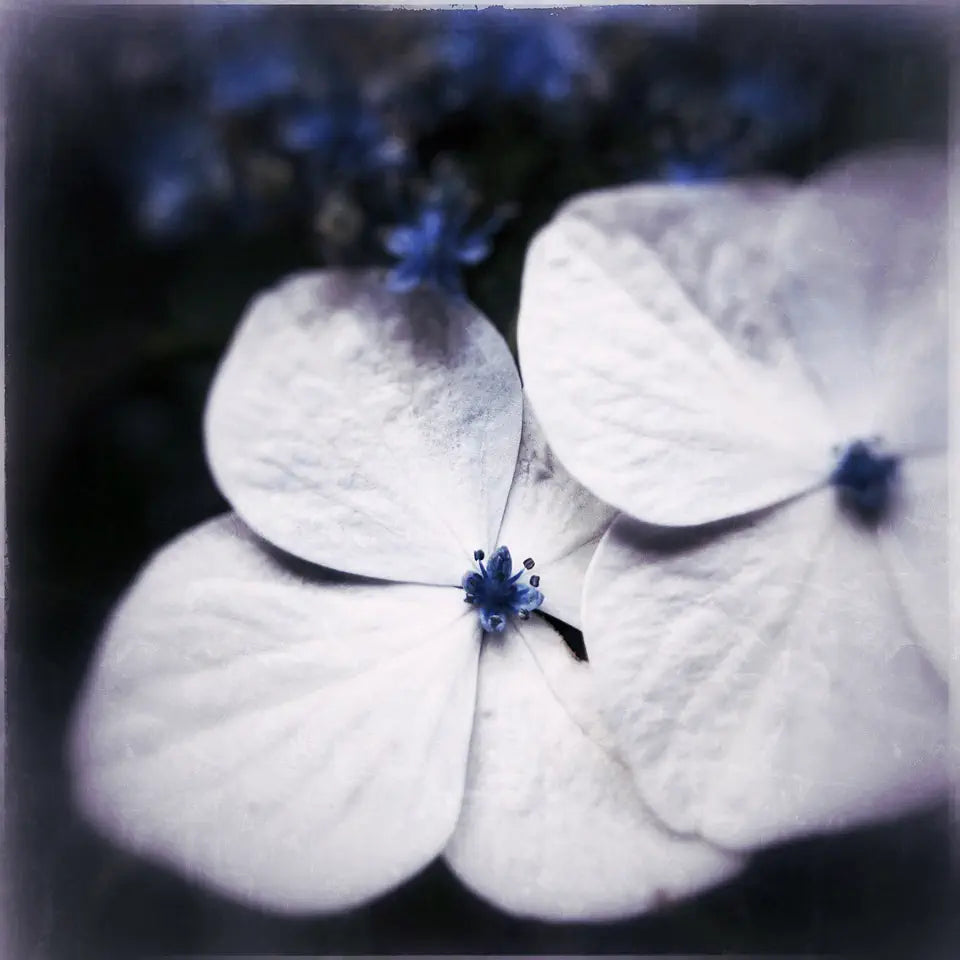 A textured soft focus close-up photo of two hydrangea flowers