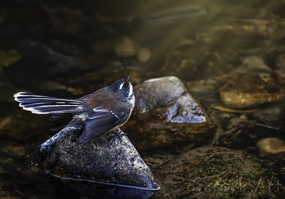 a fantail sits on a rock in a stream looking up for insects