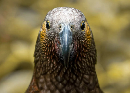 A close-up photo of a kaka parrot face on - rectangular variant