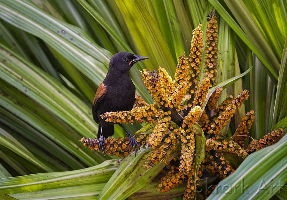 A tieke or saddleback perched on a kakaha berry stalk